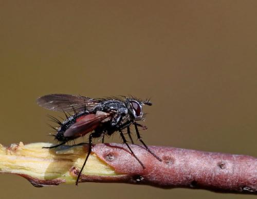 Réf. 265 745 : Eriothrix rufomaculata